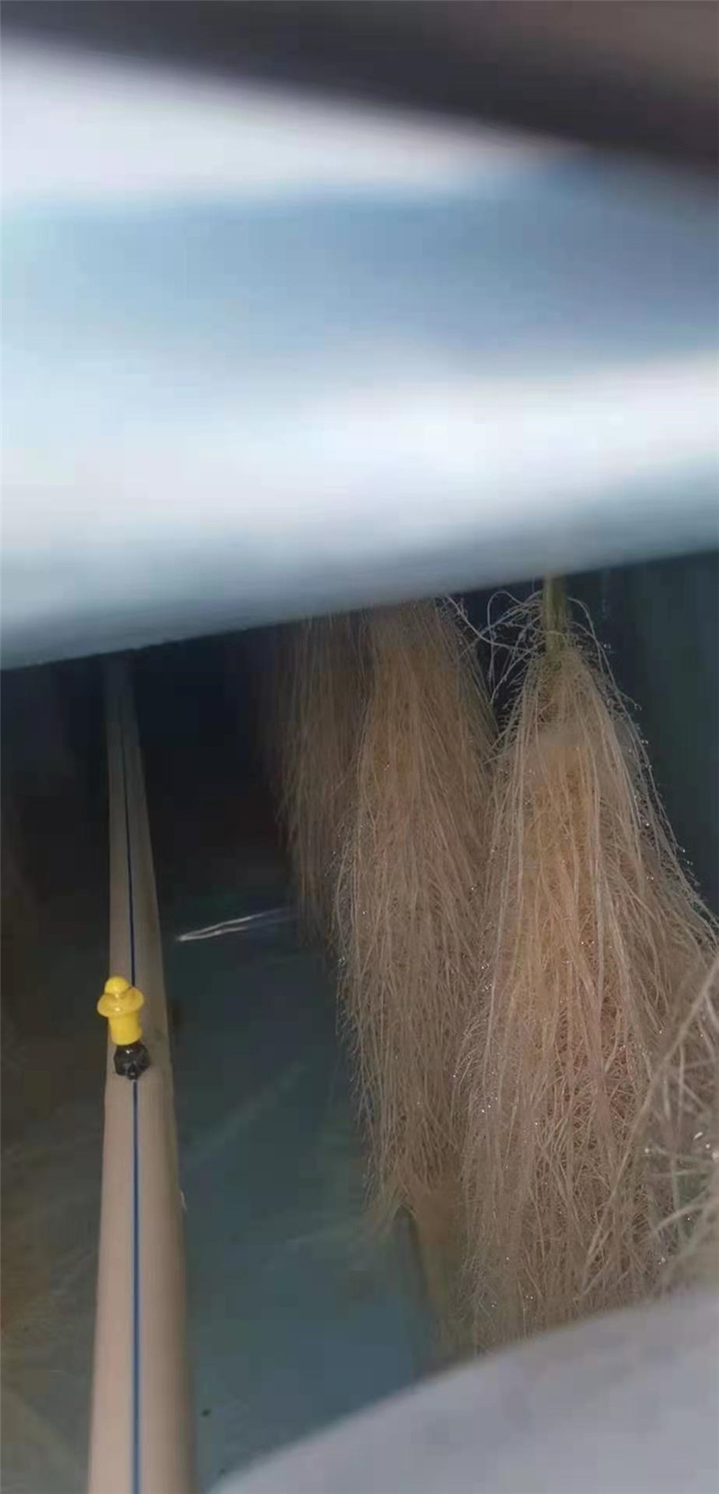 霧培黃瓜(圖4)